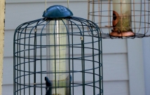 JanTech Pest Control - Pests around a bird cage