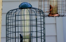 JanTech Pest Control - Pests around a bird cage