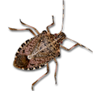 Common pest known as the stinkbug